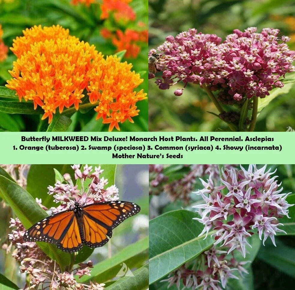 Milkweed Seeds Mix Deluxe - Non-GMO Perennial for Monarch Butterflies - Asclepias spp.