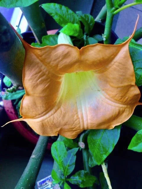 Brugmansia Cuttings - 3 Fresh Angel's Trumpet Propagation Plants - Brugmansia spp.