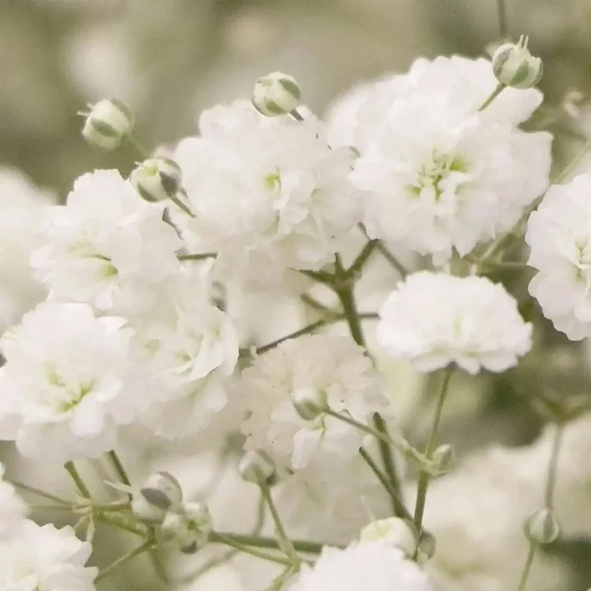 Baby's Breath Seeds - 5,000 Count - Easy to Grow Annual Flowers - Gypsophila elegans