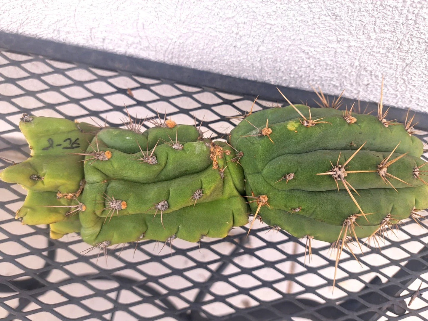 Cereus Peru Cactus Cutting - 8.5 Inches - Tropical Green Succulent - Cereus peruvianus Indoor Outdoor Plant