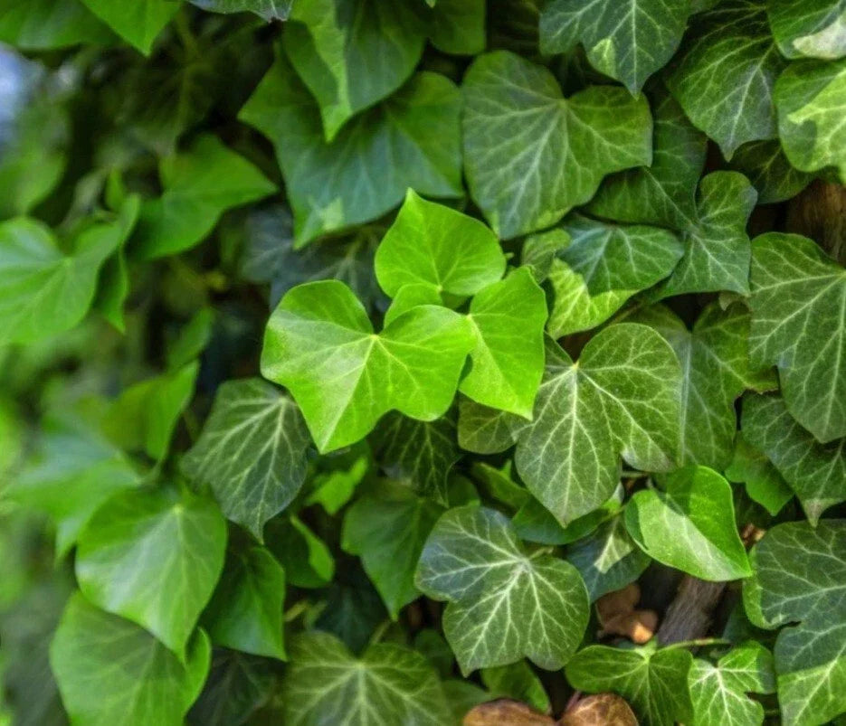 English Ivy Cuttings - 15 Unrooted Hedera helix Climbing Vine for Privacy & Indoor/Outdoor Use
