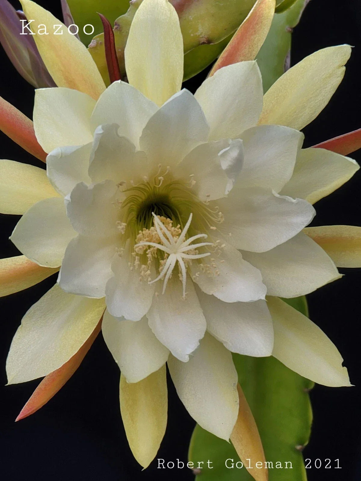 Epiphyllum 'Kazoo' Unrooted Cutting - Rare Orchid Cactus for Indoor Gardening and Houseplants