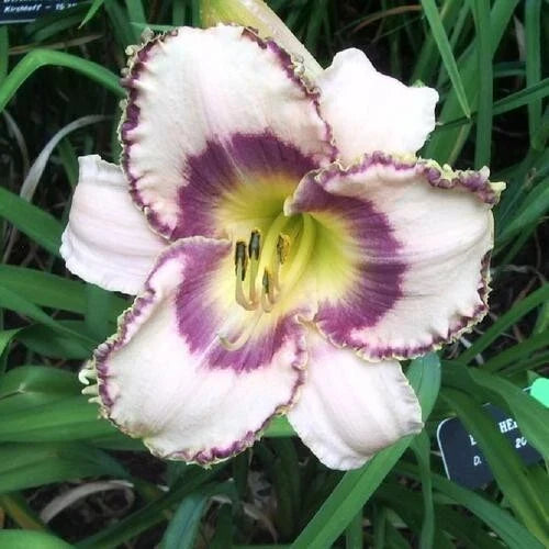 Beth Herr Daylily - 3 Bare Root Plants with Sprouts - Hemerocallis 'Beth Herr'