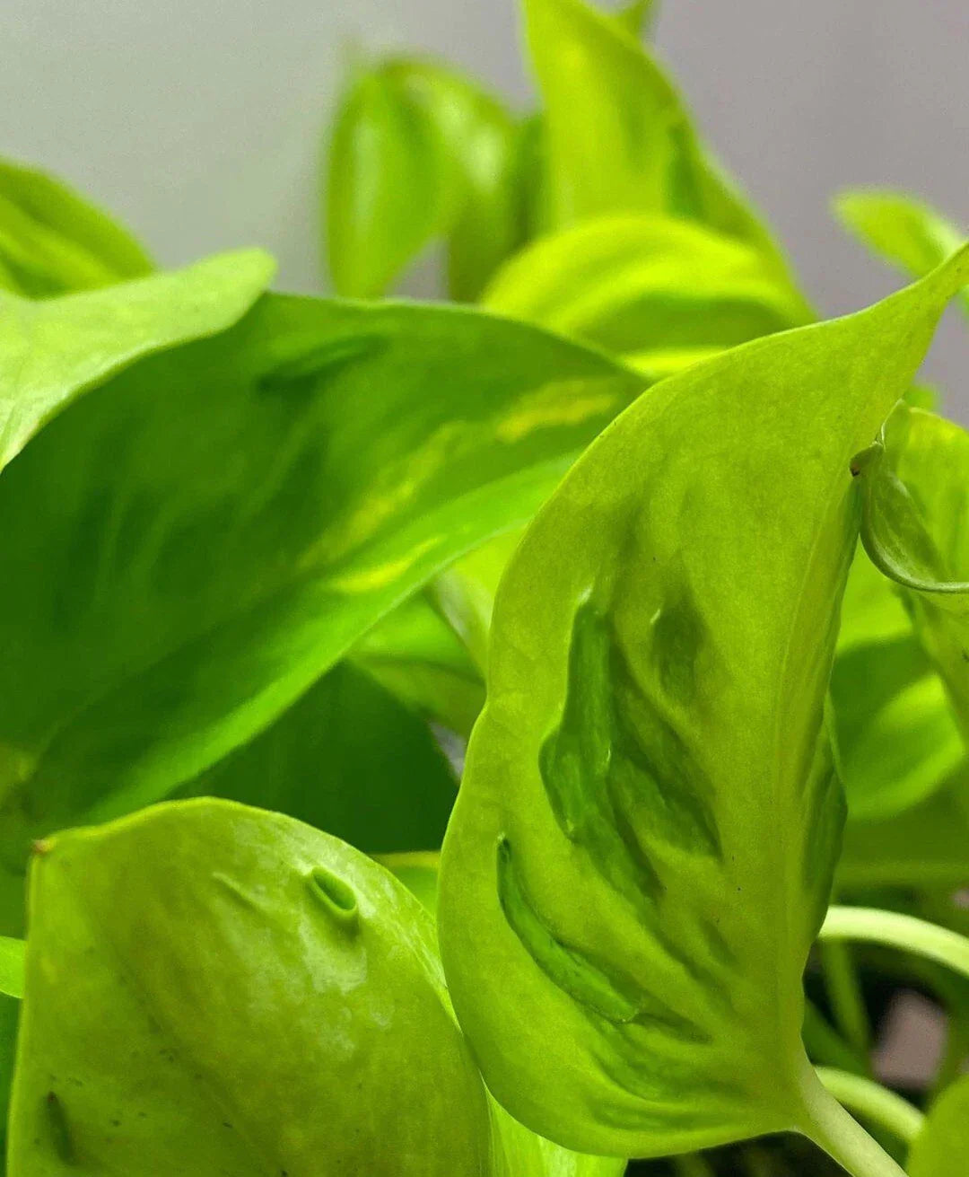 Rare Teruno Champs Elysees Pothos Cuttings - 3 Fresh Rootless Cuttings for Propagation