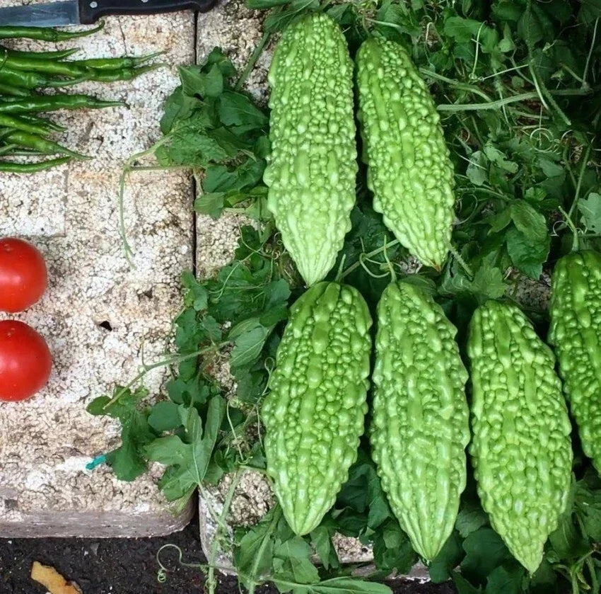 Live Green Bittermelon Plant in 4-Inch Pot | Rare Momordica charantia Garden Ready Seedling