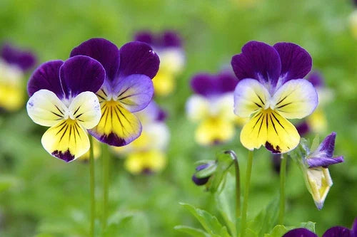 Viola Johnny Jump Up Plant Seeds - Colorful Perennial Viola tricolor