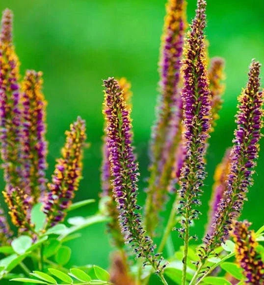 False Indigo Bush Seeds - Amorpha fruticosa Shrub Seeds for Landscaping & Pollinator Gardens - 100+ Seeds