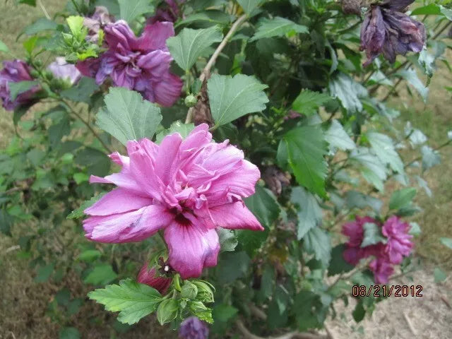 Red Althea Double Red Rose of Sharon Hibiscus syriacus - 3 Cuttings (6-8") for Garden, Hedges, Borders