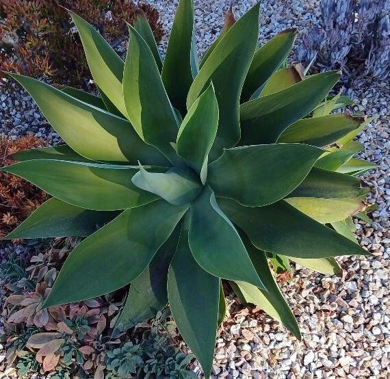 Large Cactus Cutting for Propagation – Succulent Garden Plant – Cactaceae Family – Indoor & Outdoor Drought-Tolerant Plant