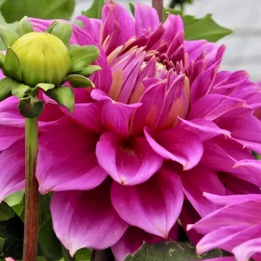 Dahlia Babylon Paars Bulb Tuber - Deep Red Purple Blooms Live Plant