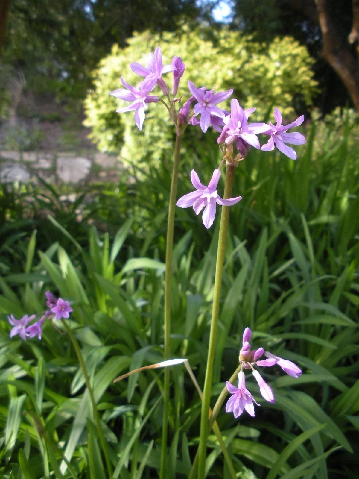 Society Garlic Seeds - 15 Pack - Edible Perennial Flower Tulbaghia violacea for Garden Beds & Containers