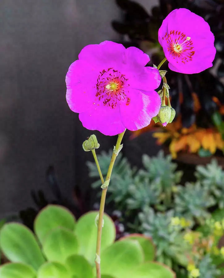 Rock Purslane Cuttings 5" Unrooted Calandrinia spectabilis Drought Tolerant Succulent Plant