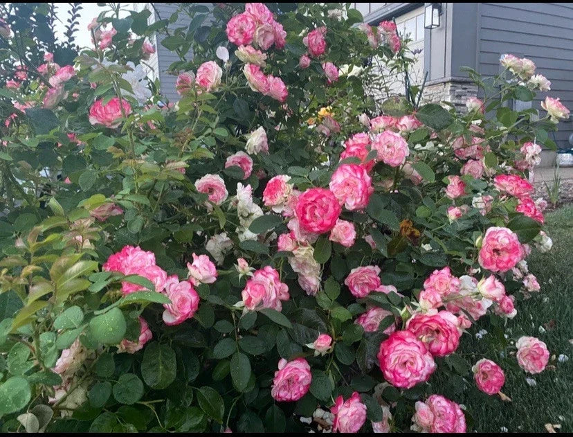 Cherry Parfait Grandiflora Rose Cuttings - Unrooted Fresh Stems 5-8" Rosa 'Cherry Parfait'