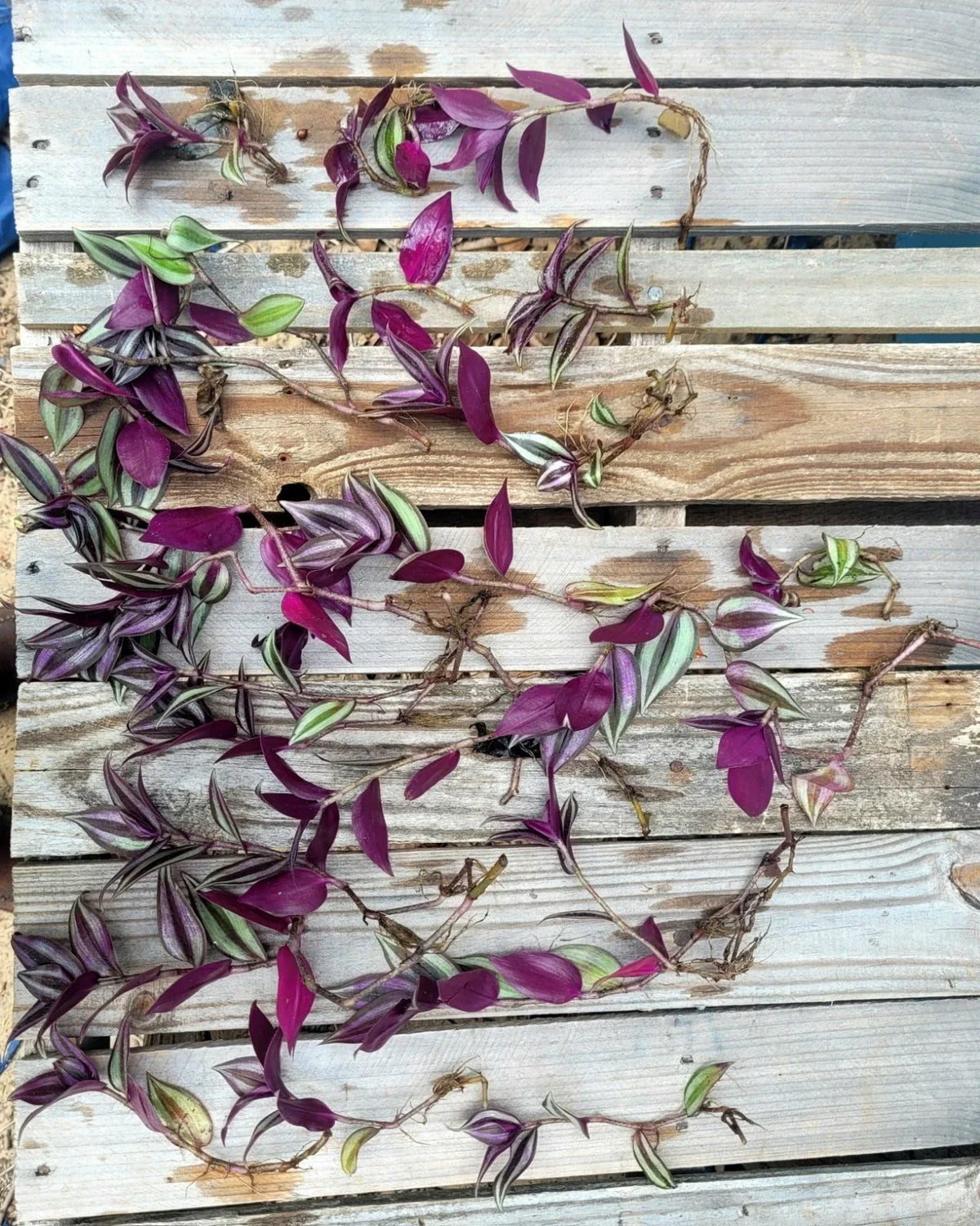 Wandering Jew Cuttings 12 Fully Rooted Tradescantia zebrina Indoor Outdoor Plant Trailing Green Purple Foliage