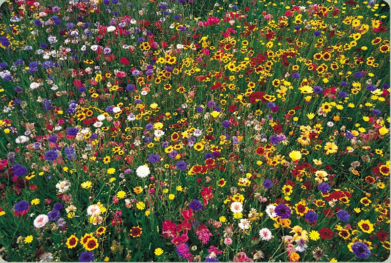 Wildflower Seed Mix Bulk 1 lb for Gardens & Pollinator Habitats, Covers 4000 sq ft, Non-GMO, Drought-Resistant, Natural Landscaping