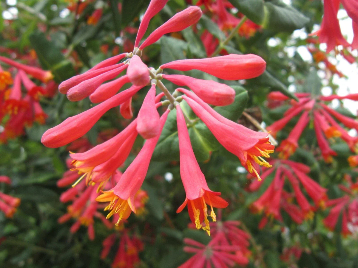 Lonicera sempervirens 'Honey Coral' Native Coral Honeysuckle Vine Live Starter Plant Climber Pollinator Magnet