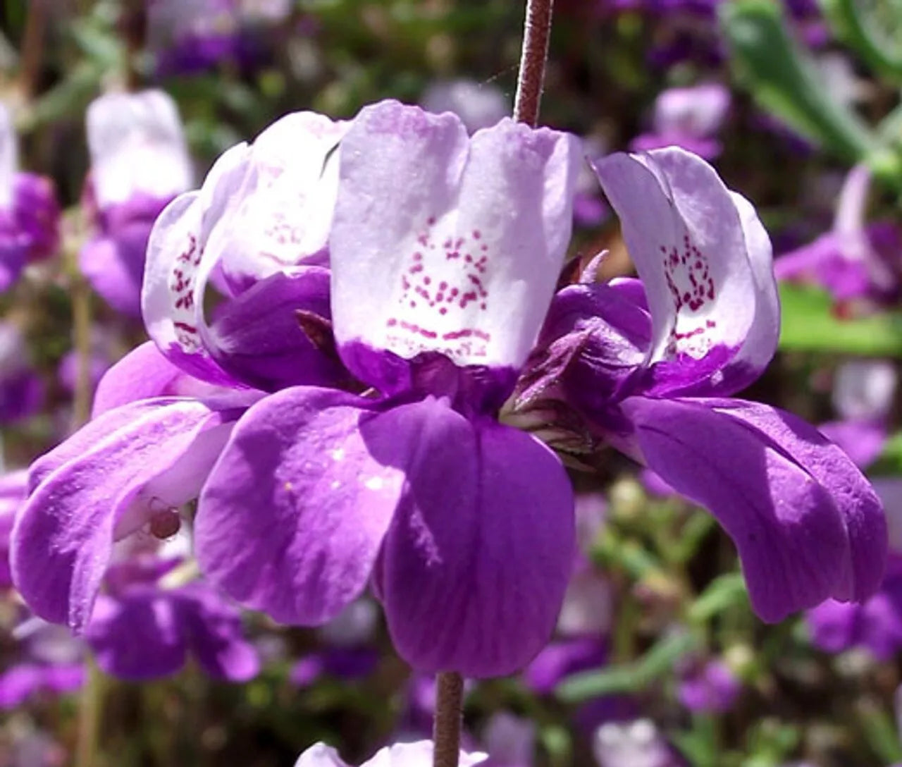Collinsia Heterophylla Seeds - Purple White Annual Wildflower - Chinese Houses Seeds for Garden, Pollinator Attractant, Over 1000 Seeds