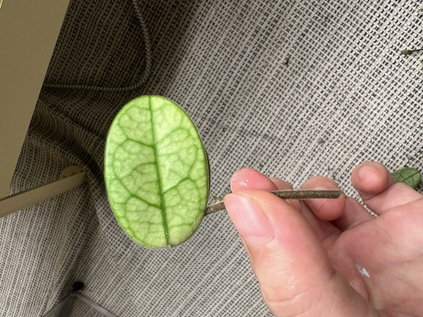 Hoya Lyi Noid Cutting - Rare Houseplant Propagation - Hoya spp. Indoor Climber or Trailing Vine