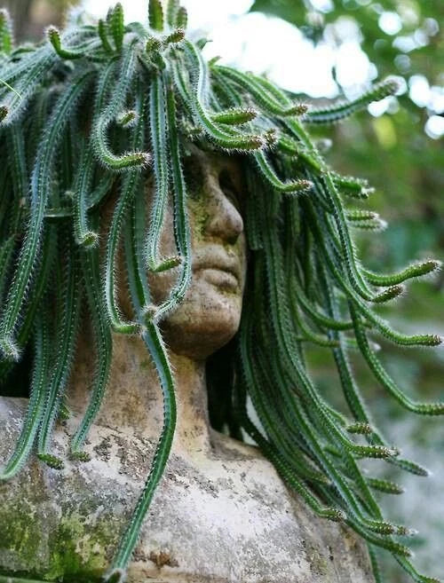 Medusa Dog Tail Cactus Cuttings - Serpentine Selenicereus anthonyanus for Succulent Gardens & Indoor/Outdoor Use