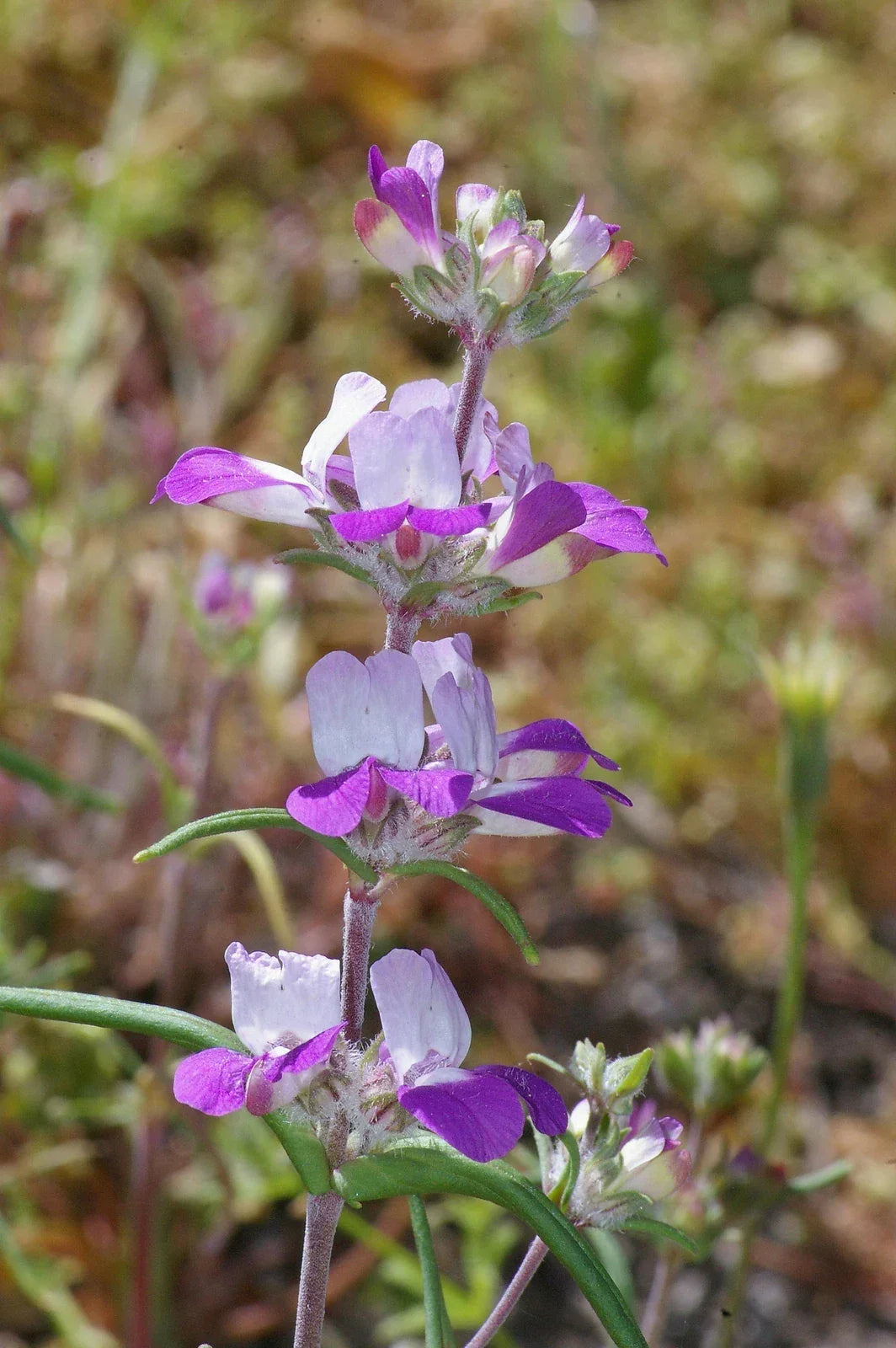 Collinsia Heterophylla Seeds - 10,000 Non-GMO Chinese Houses Flowering Plant for Gardens & Pollinator Attracting