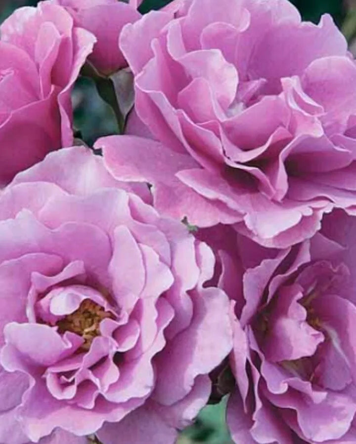 Angel Face Rose Cuttings - 5 Unrooted Hybrid Tea Rose Clippings - Lavender Pink Fragrant Blooms - Rosa 'Angel Face'