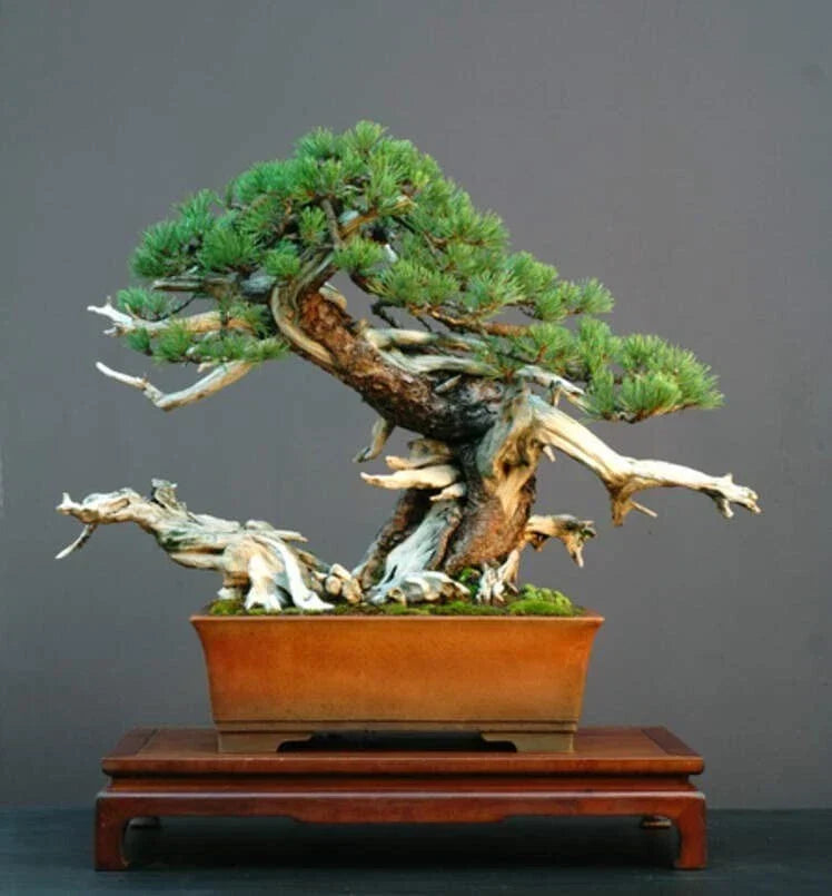 Dwarf Mugo Pine Bonsai Tree Seeds - 30 Count - Pinus mugo pumilio