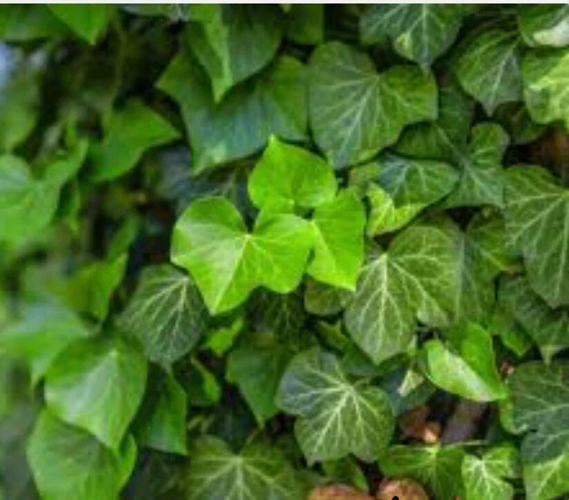 English Ivy Groundcover Plants - 10 Bare Root Hedera helix Evergreen Climbing Vine for Gardens
