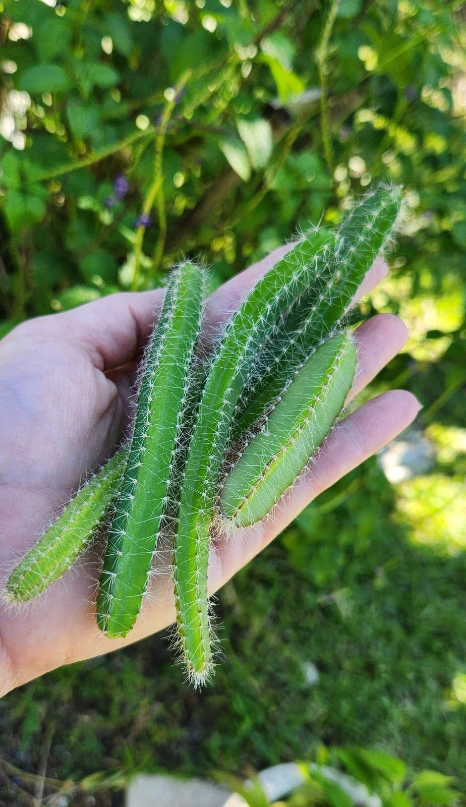 Fresh Cuttings Dog Tail Cactus (Aporocactus flagelliformis) 4-Pack Succulent Plant for Hanging Baskets