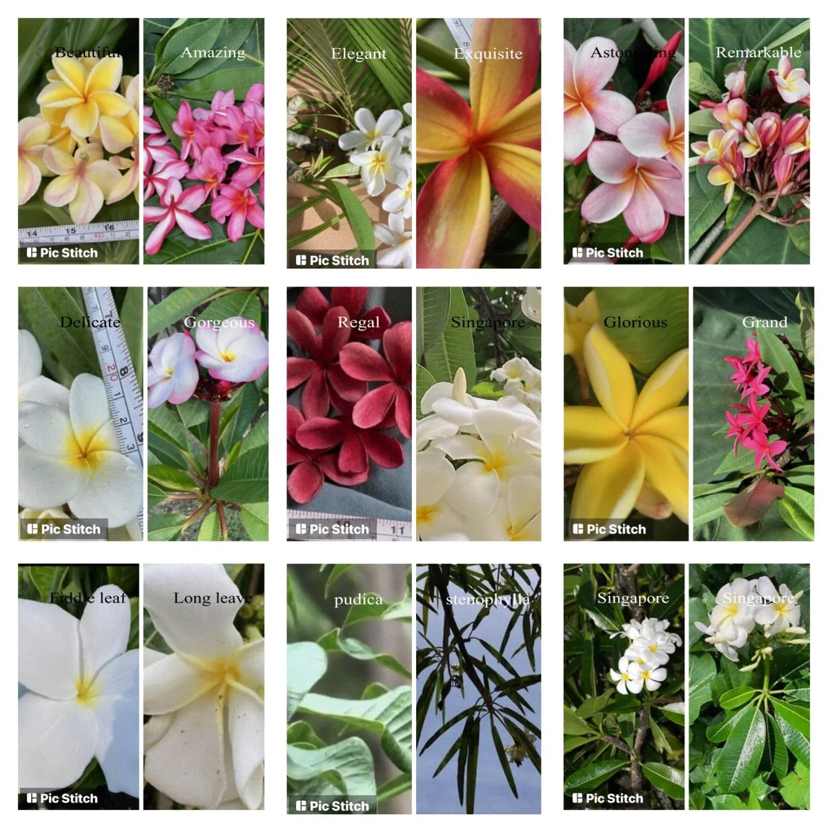 Plumeria Cutting - 12-18 Inch Hawaiian Grown Frangipani Variety - Temple Tree for Gardens & Landscapes