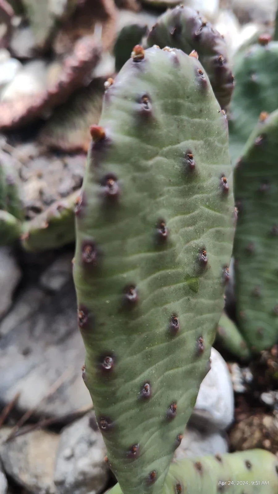 Winter Hardy Prickly Pear Cactus 2 Pads 4 Inch Opuntia ficus-indica, Drought-Resistant, Cold Hardy Cactus for Garden or Container
