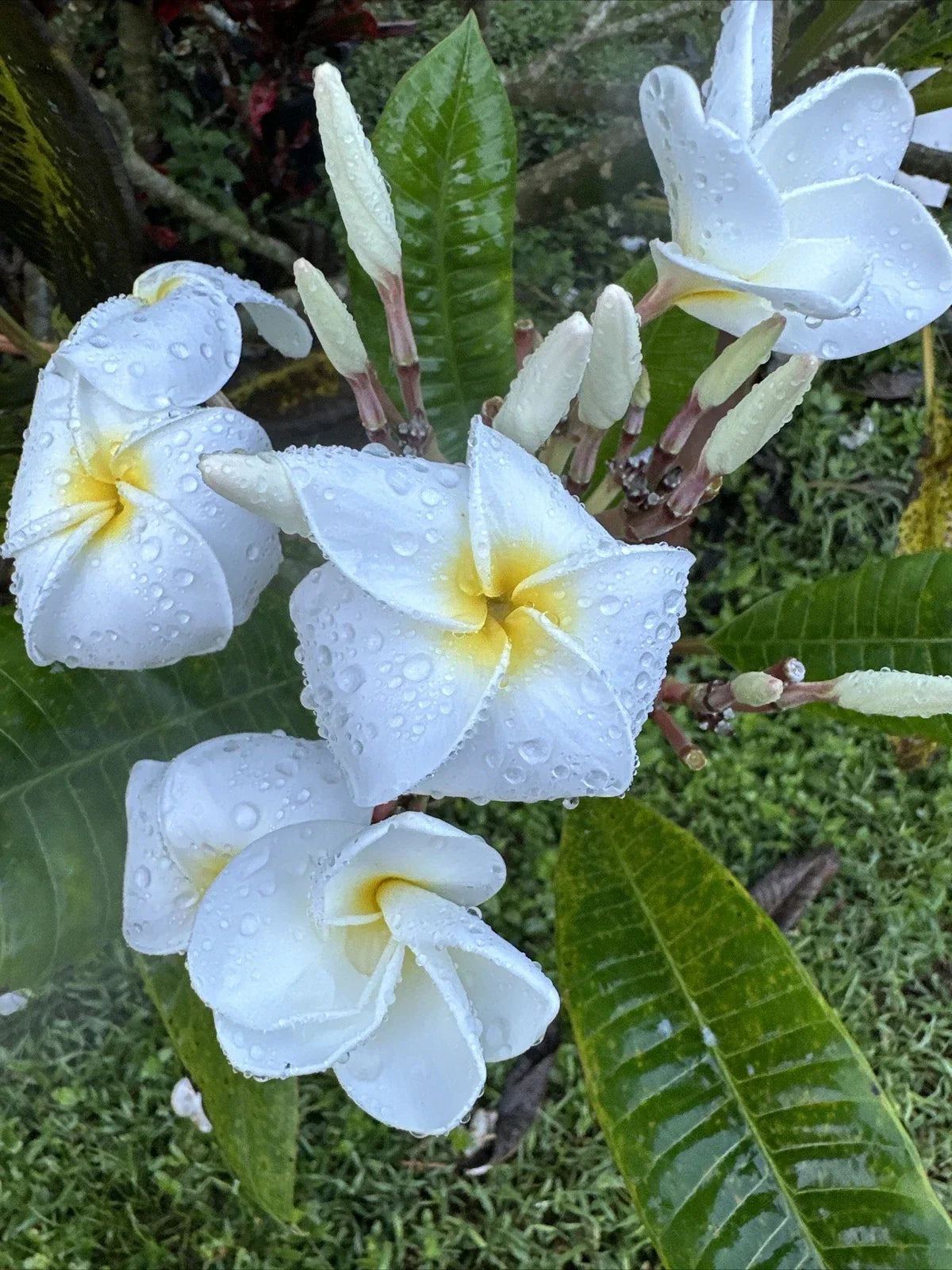 Plumeria Plant 6"-10" Fragrant White Yellow Center Flowers | Tropical Frangipani Shrub | Plumeria spp.