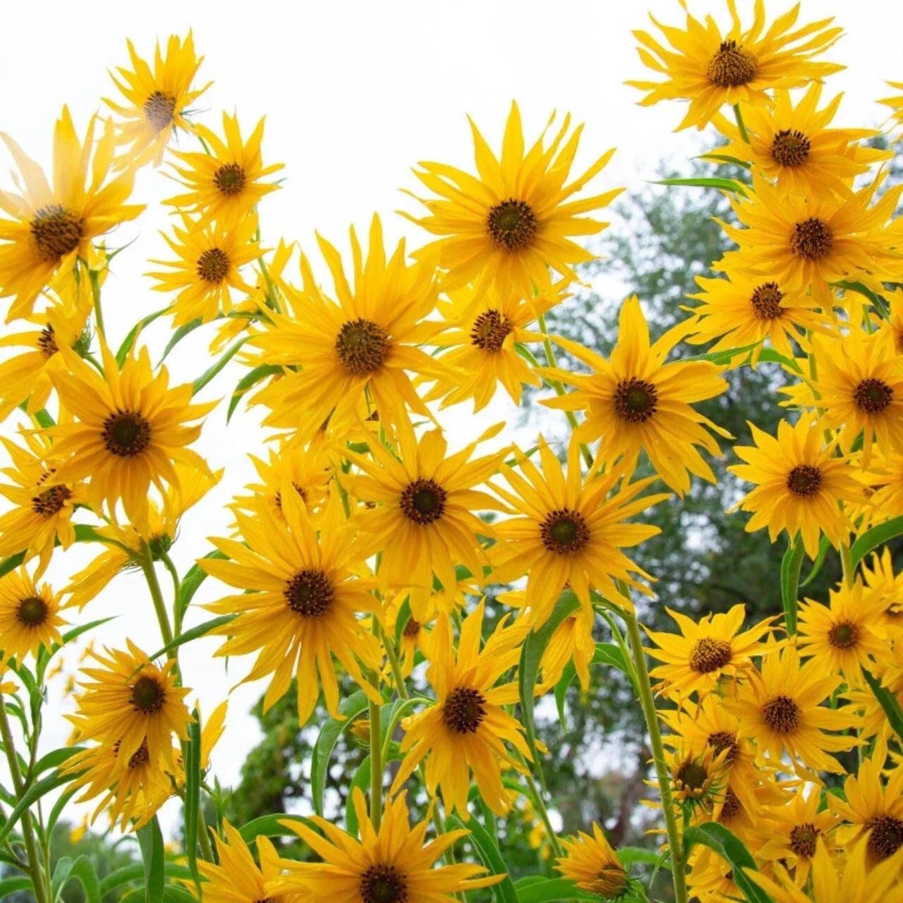 Maximilian Sunflower Seeds - 200+ Non-GMO Yellow Perennial Flowers for Butterflies