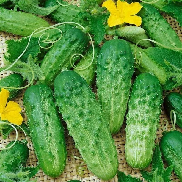 Parisian Gherkin Cucumber Seeds – 30+ Open-Pollinated Cucumis sativus for Pickling & Salad, AAS Winner