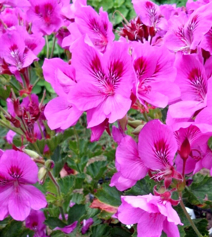 Purple Pink Pelargonium Cuttings 3-Pack | Regal Geranium Live Plant | Pelargonium x domesticum