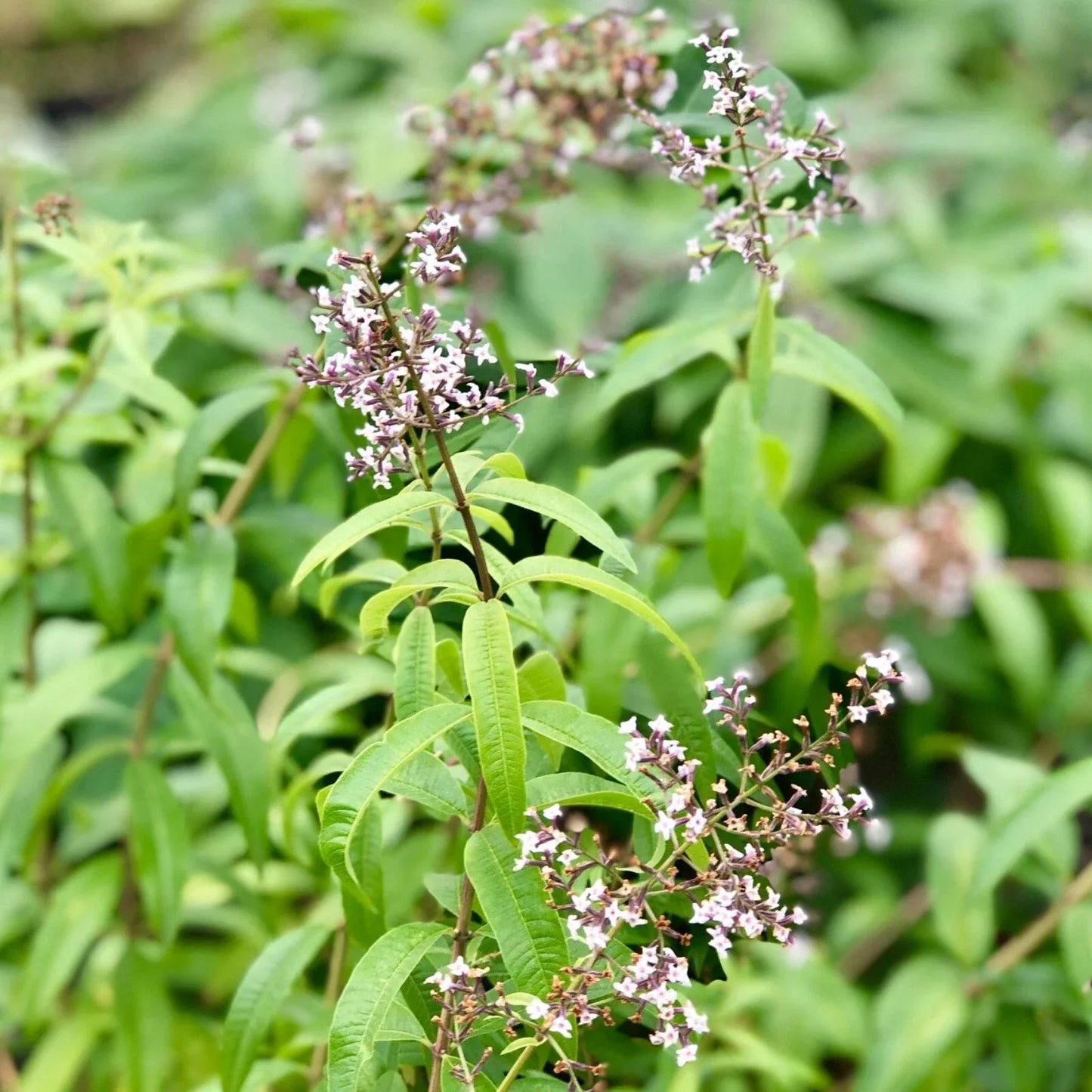 Organic Lemon Verbena Live Starter Plant - Aloysia citrodora Herb for Tea & Culinary Gardens