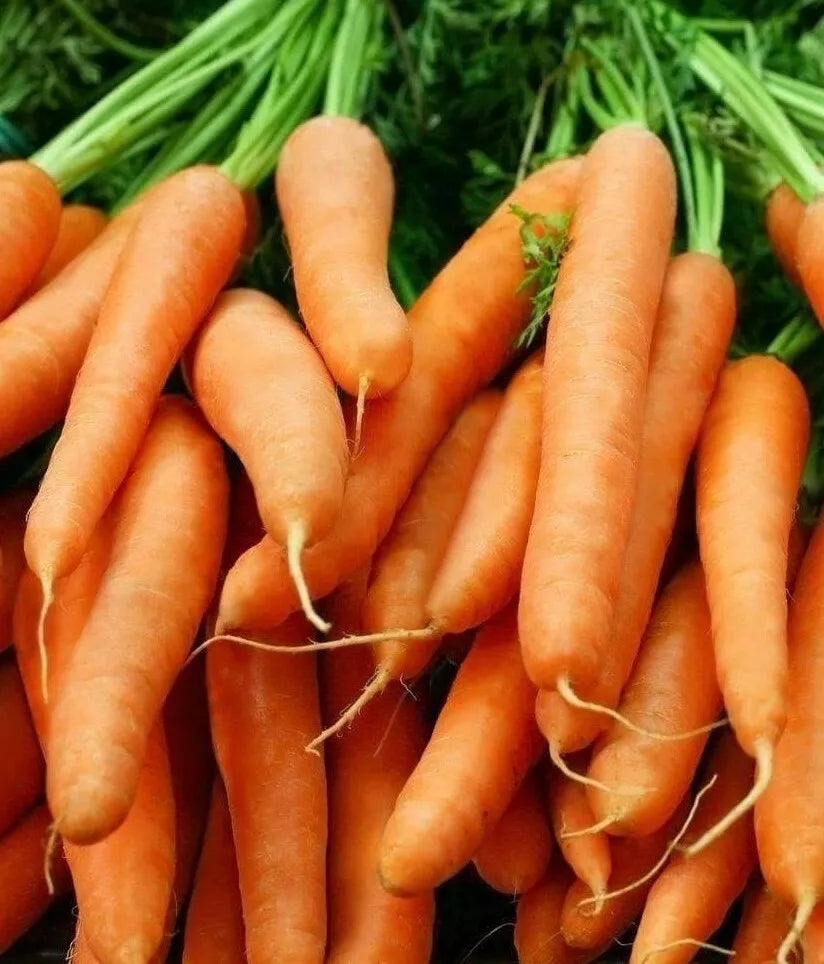 Little Finger Baby Carrot Seeds - 1000+ Seeds, Daucus carota, Compact Vegetable Garden Seeds for Small Gardens & Containers