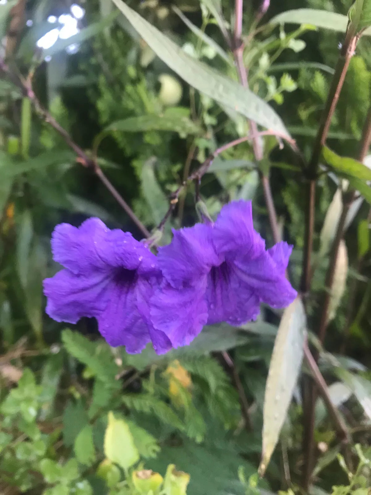 Mexican Petunia Cuttings - 10 Organic Purple Flower Hedges - Perennial Ruellia simplex for Garden Borders and Landscaping
