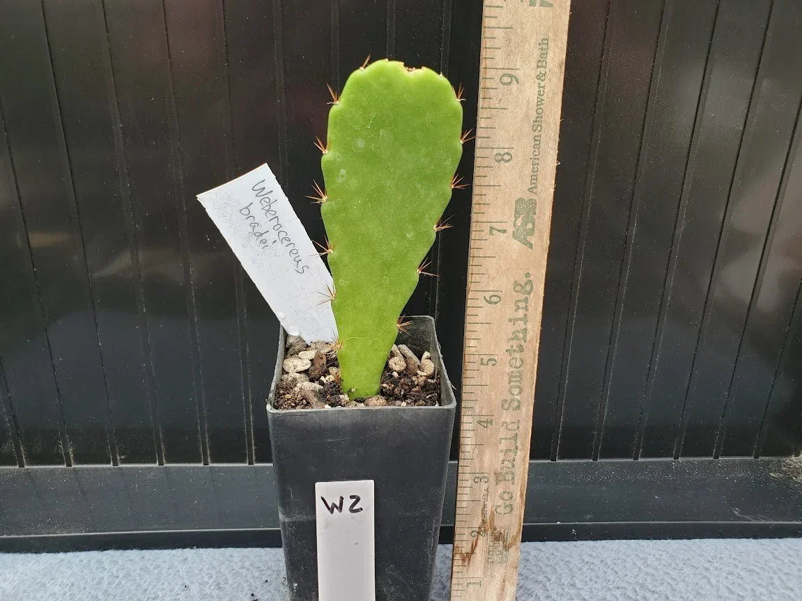 Weberocereus bradei Cactus - Rare Succulent Plant in Pot - Unique Tall Ribbed Cactus - Cactaceae Family