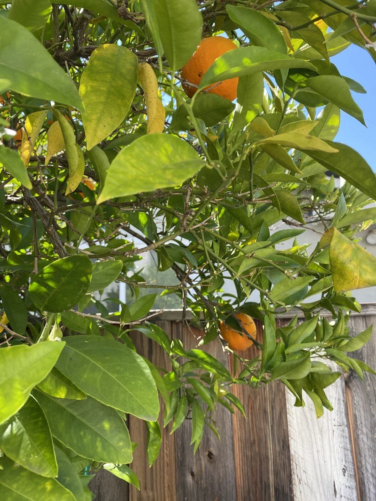 Washington Navel Orange Cuttings - Un-rooted Citrus sinensis Propagation for Home Garden & Indoor Planting