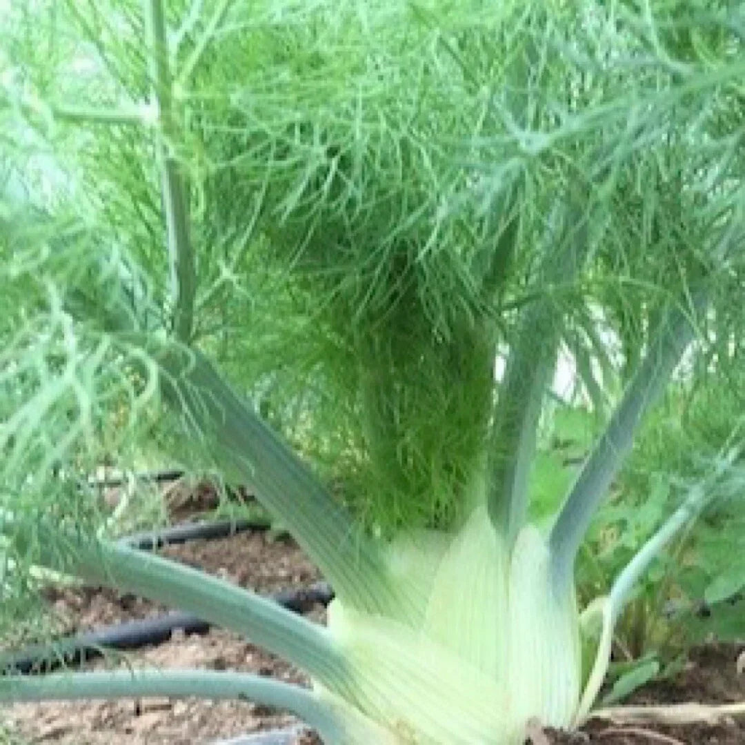 200+ Florence Fennel Seeds Foeniculum vulgare Herb Garden Seeds for Cooking & Pollinators