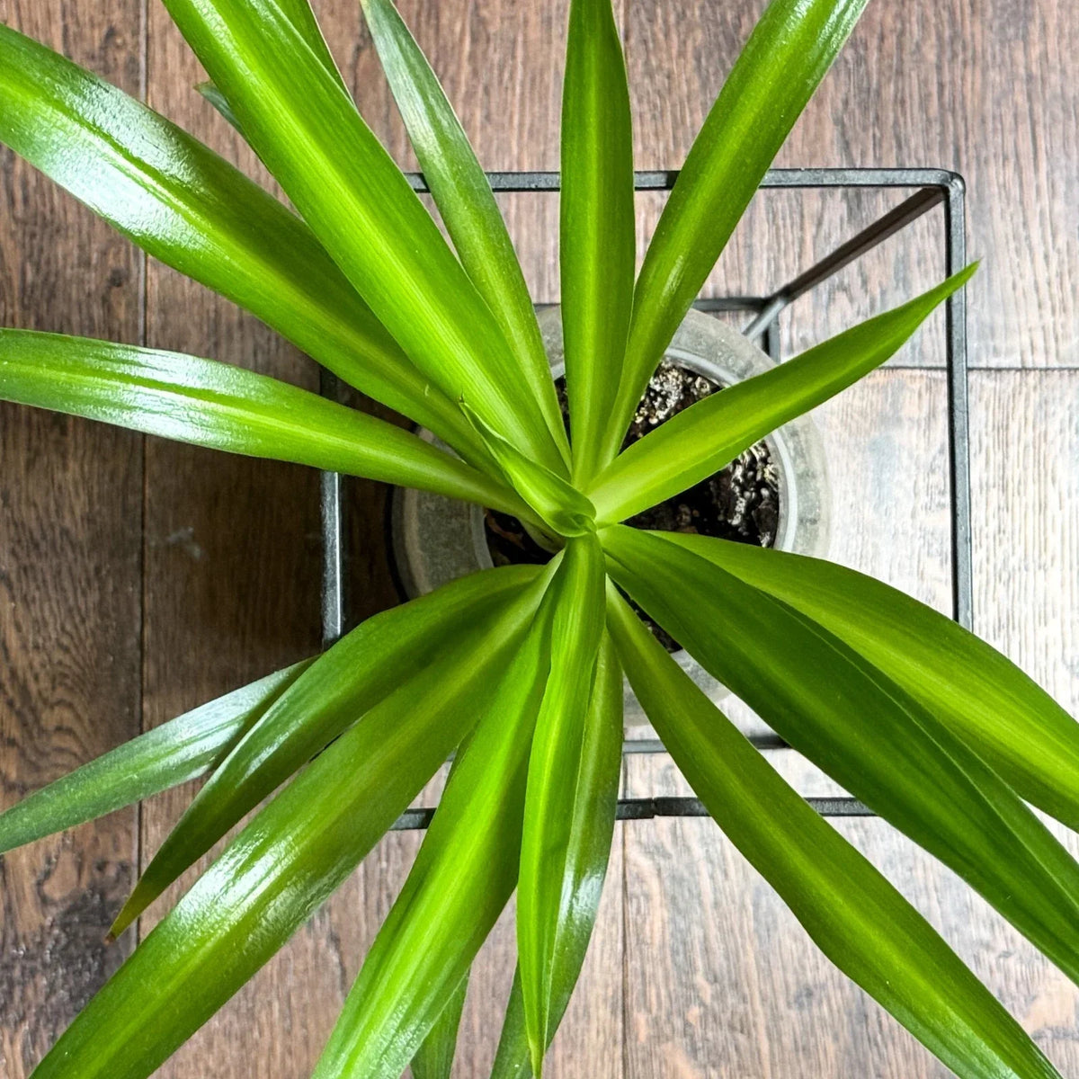 Solid Green Spider Plant Pups 3-5 Inches Chlorophytum Comosum Fresh Cuttings for Indoor Plants & Home Decor