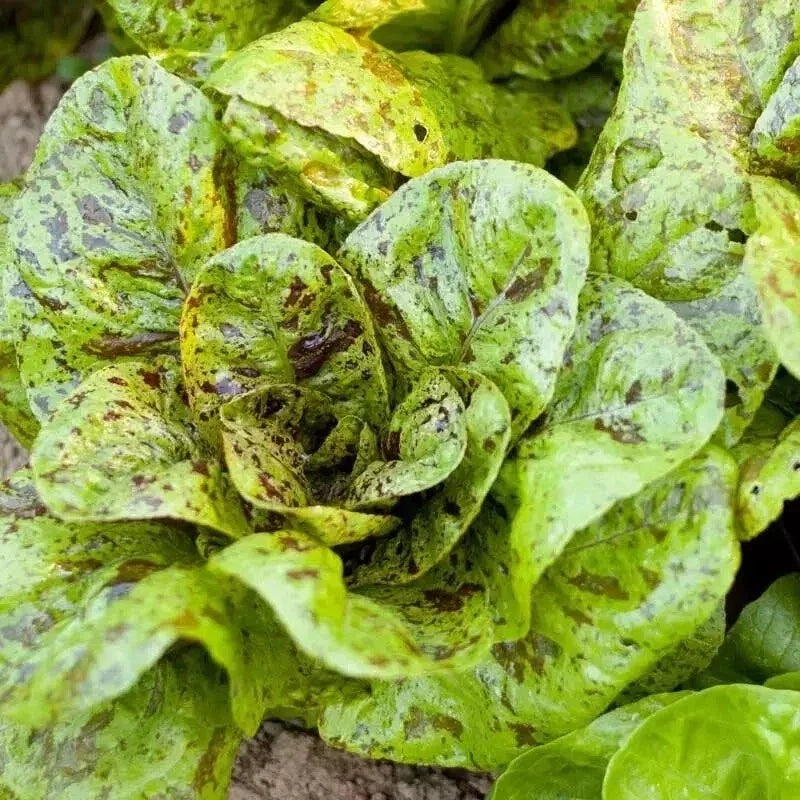Freckles Romaine Lettuce Seeds - Organic Non-GMO Heirloom Lactuca sativa, 500+ Seeds for Salad Gardens