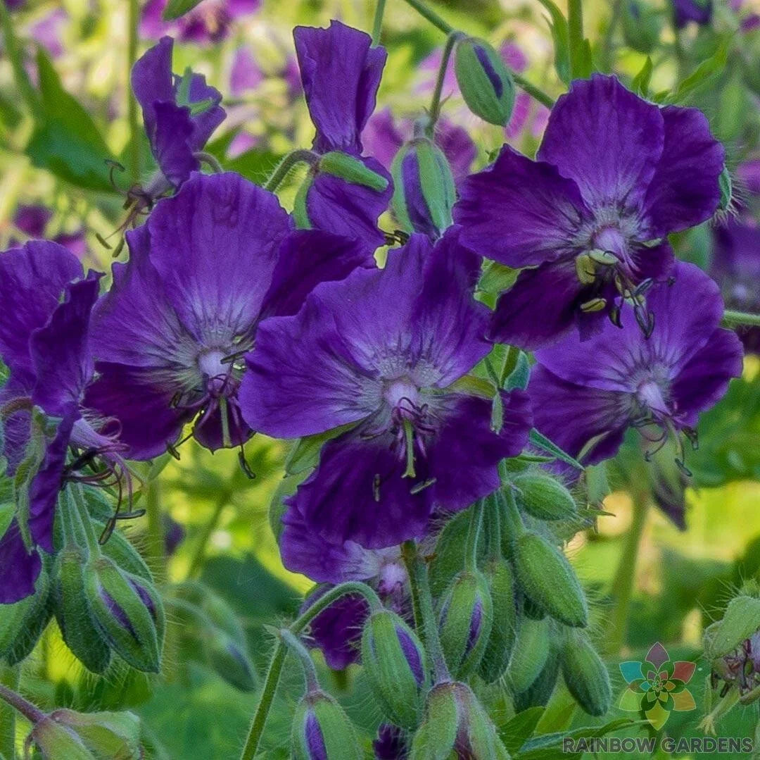 25+ Lily Lovell Geranium Seeds - Pelargonium 'Lily Lovell' for Garden Planting USA