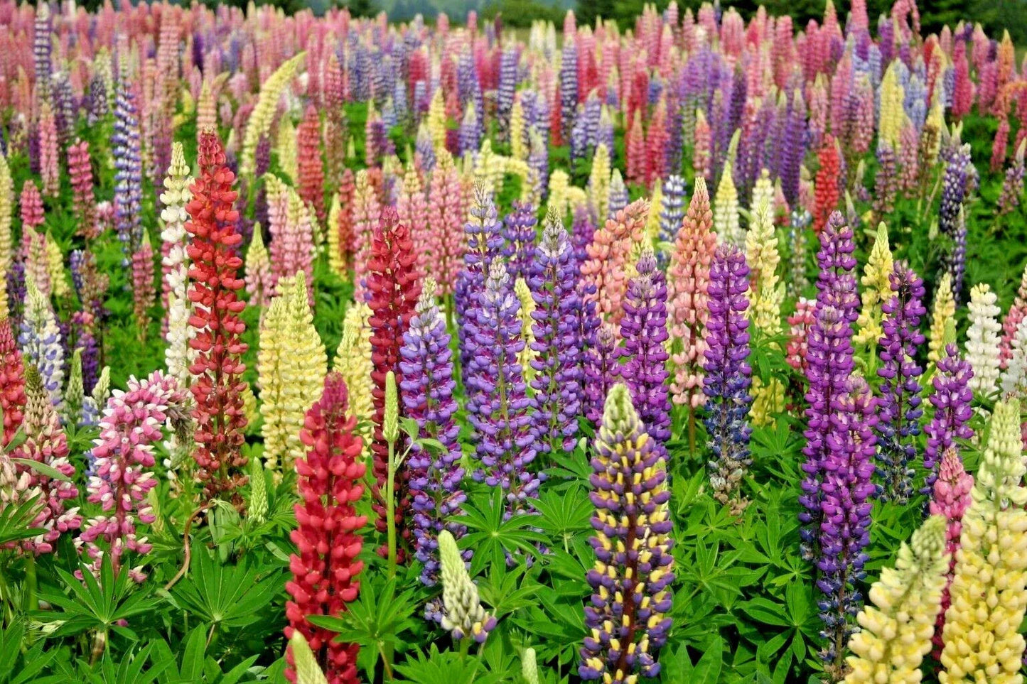 Lupine Seeds 51+ Russell Mix - Native Perennial Wildflower for Pollinators