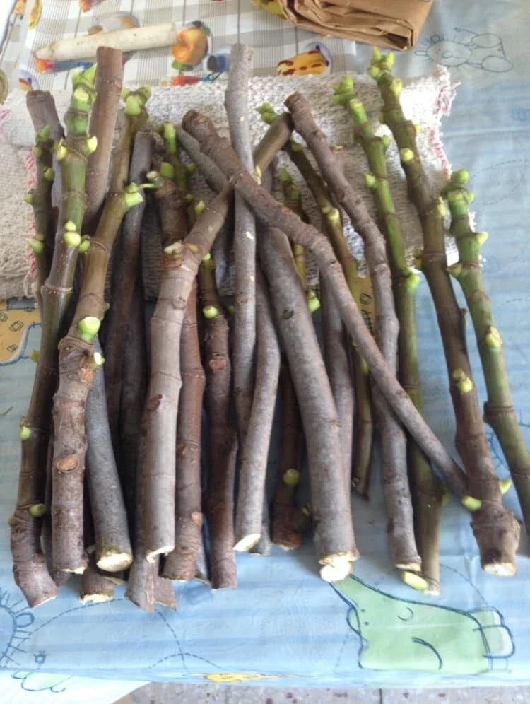 Fig Tree Cuttings - 9 Varieties - Gen Nero, Longue D'Aout - Perfect for Propagation and Gardening - Ficus carica