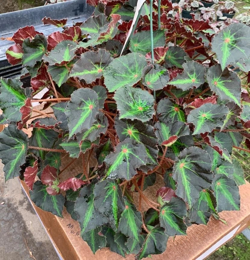Boyfriend Begonia Plant - Live 2.5" Pot - Indoor Terrarium & Fairy Garden - Begonia spp. - Compact, Low Maintenance