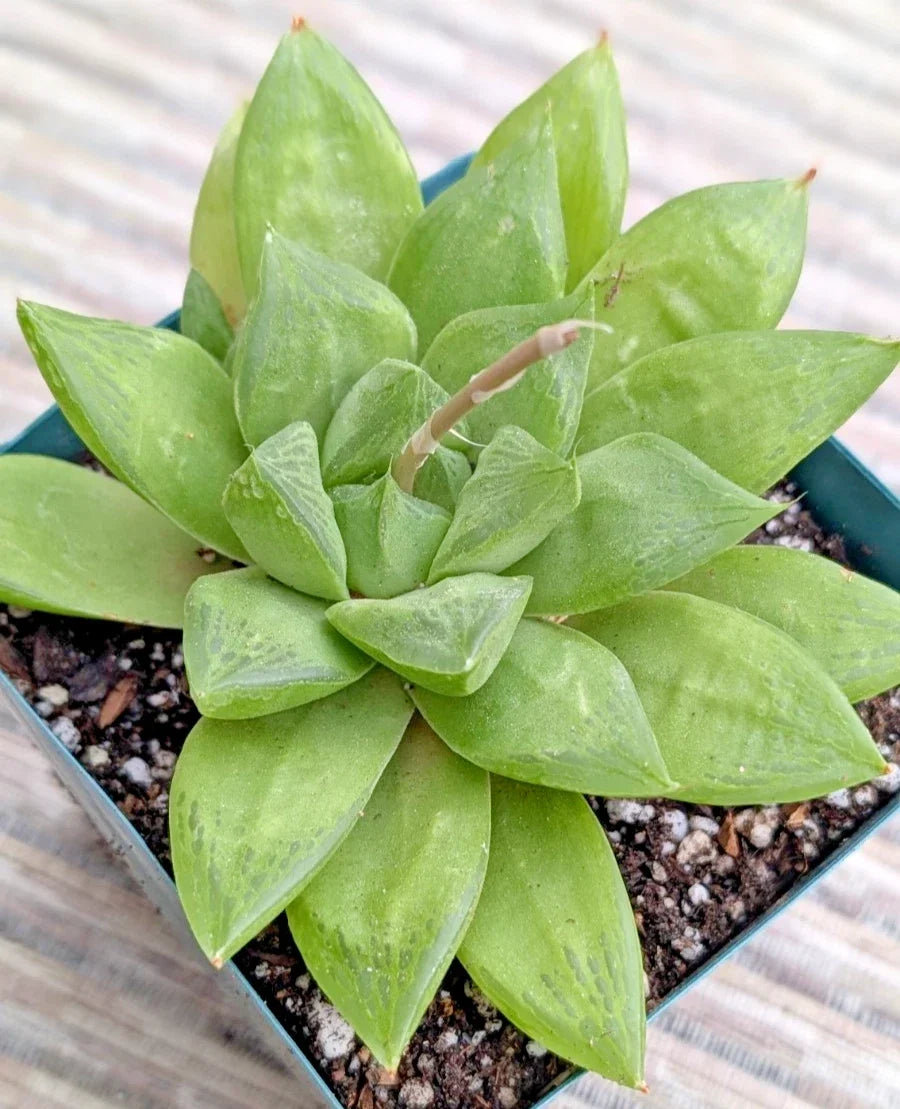 Haworthia Retusa Plant - 6" Potted Succulent - Rare Indoor Plant - Compact Rosette, Low Maintenance, Unique Translucent Leaves