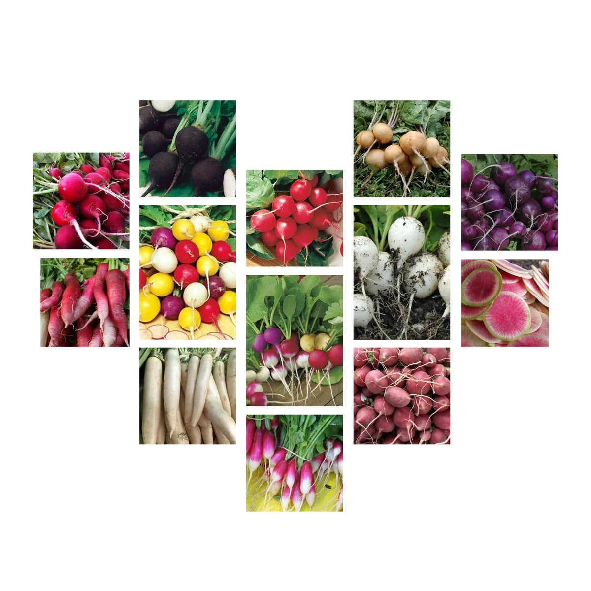 Radish Seeds Collection - 14 Heirloom Varieties, Non-GMO, Organic, Raphanus sativus