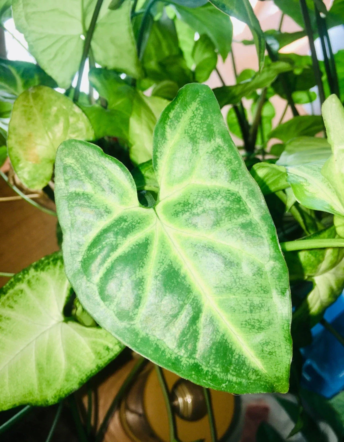 Syngonium Arrowhead Live Plant Cuttings – 3 Fully Rooted Syngonium podophyllum Indoor Houseplants