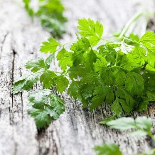 Chervil Seeds 2000 Count Non-GMO Heirloom Anthriscus cerefolium Herb for Cooking & Gardening